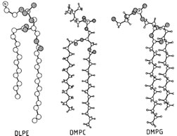Single-crystal structures of three phospholipids. The lipids are 1,2-dilauroyl-<em>sn-</emglycero-3- phosphoethanolamine (DLPE) [Hitchcock et al. (1974). Proc. Natl. Acad. Sci. USA 71, 3036], 1,2-dimyristoyl-snglycero- 3-phosphocholine (DMPC) [Pearson and Pascher (1979). Nature 281, 49], and 1,2-dimyristoyl-<em>sn-</emglycero- 3-phosphogycerol (DMPG) [Pascher et al. (1987). Biochim. Biophys. Acta 896, 77]. Structural features which are carried over into liquid-crystalline membranes: (1) the polar groups are oriented at approximately a right angle to the hydrocarbon chains, and (2) in DLPE and DMPC the <em>sn-</em2 fatty acid chain is bent at the C-2 segment while the <em>sn-</em1 chain is straight. A bent <em>sn-</em2 chain is a common property of phospholipids in biomembranes. Only one of two possible conformations is shown for each lipid [Seelig et al. (1987). Biochemistry 26, 7535].