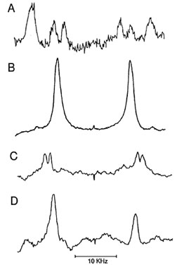 Deuterium magnetic resonance spectra of <em>sn-</em2 and <em>sn-</em3 phosphatidylcholine bilayers deuterated at different positions (50 wt% lipid, 50 wt% H2O). (A) 1,2-dipalmitoyl-snglycero- 3-phosphocholine deuterated in both chains at the C-2´ segment [Seelig and Seelig (1975). Biochim. Biophys. Acta 406, 1]; (B) 1,3-bis-([2 ,2 -2H2]palmitoyl)-<em>sn-</emglycero-2-phosphocholine [Seelig et al. (1980). Biochemistry 19, 2215); (C) 1,2-dipalmitoyl<em>sn-</em glycero 3-phosphocholine deuterated in both chains at the C-3´ segment; (D) 1,2-dipalmitoyl-<em>sn-</emglycero-3-phosphocholine deuterated in both chains at the C-10´ segment [Seelig and Seelig (1974). Biochemistry 13, 4839].