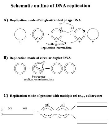 Replication of circular DNA of prokaryotes and viruses, plasmids, and mitochondria. The basic steps of replication are shown. (A) Rolling circle mode of replication for singlestranded circular DNA: single-stranded (ss) DNA is replicated to the replicative form (RF), which then acts as the template for progeny ss DNA synthesis via a rolling circle intermediate. (B) Circular duplex DNA can be replicated at the <em>ori</em> site by formation of a θ intermediate. Replication could be bidirectional (as shown here) or unidirectional. 5´→3´ chain growth dictates that DNA synthesis is continuous on one side of the <em>ori</em> and discontinuous on the other side for each strand; (+) and (−) strands are shown to distinguish the strand types. (C) Replication of a linear genome with multiple <em>ori</em>gins.