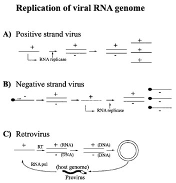 Replication of mammalian viral RNA genome. The basic steps of replication are shown for (A) a (+) strand genome, which acts as an mRNA for encoding viral proteins; (B) a (−) viral genome cannot encode protein and first has to be replicated by the RNA replicase (<img src=