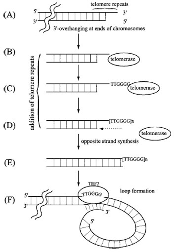 A schematic description of the role of telomerase in the maintenance of telomeres at chromosome termini. The double lines with break represent one telomere terminus of a chromosome in which the 5´ terminal region of the lagging strand is unreplicated (as in Fig. 4), resulting in an overhanging 3´ terminal region. In order to avoid shortening of this telomere sequence during successive rounds of replication, DNA template-independent telomerase extends the 3´ overhang by adding the telomere repeat sequence TTGGGG as shown in (C). The template for the repeat is an RNA present in the telomerase complex. The extended 3´ single-strand region then allows de novo initiation and filling in of the 5´ strand (E). Finally, the 3´ overhang loops to anneal with an internal sequence mediated by the telomere repeat factor (TRF2) in order to protect the terminus from degradation by nonspecific nucleases (F).