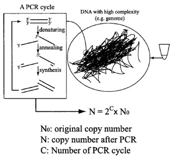 Principle of polymerase chain reaction (PCR). A copy of a relatively short fragment of DNA (0.1–20 kilobase pairs) can be specifically amplified from genomic DNA by PCR. A typical PCR reaction mixture contains genomic DNA; two oligonucleotide (∼20 bp) primers, which have same sequences as the two ends of the DNA fragment to be amplified; and a thermostable DNA polymerase. A cycle of PCR reaction consists of three steps, starting with denaturing the genomic DNA at high temperature (e.g., 95°C), followed by primer annealing at near Tm (melting temperature for primer-DNA hybridization), followed by DNA synthesis from the primers by the DNA polymerase. Theoretically, the copy number of the DNA of interest (N) can be amplified to 2C×NO, where NO is the <em>ori</em>ginal copy number and C is the number of PCR cycles.