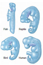 Comparison of gill arches of different embryos. All are shown separated from the yolk sac. Note the remarkable similarity of the four embryos at this early stage in development.