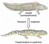 Aquatic and terrestrial forms of axolotls. Axolotls retain the juvenile, aquatic morphology (above) throughout their lives unless forced to metamorphose (below) by hormone treatment. Axolotls evolved from metamorphosing ancestors, an example of paedomorphosis.