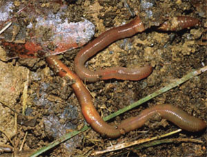 Earthworms are an important 