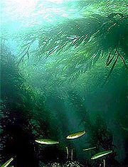 A Californian kelp forest.