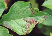 A potato plant infected with Phytophthora infestans.