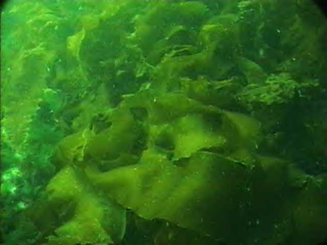 Chlorophyta Green Algae Are Considered Protists