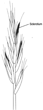 Rye cereal showing sclerotia of Claviceps purpurea