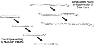 Conidiospores may arise from the end of a hypha by either abstriction or the fragmentation of the entire hypha.