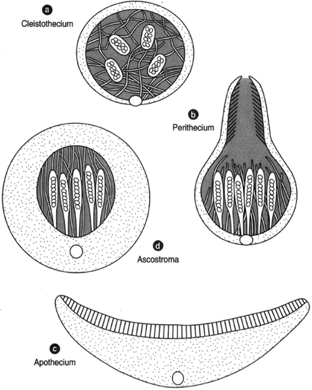 Several ascocarps: (a) a cleistothecium; (b) a perithecium; (c) an apothecium; and (d) an ascostroma