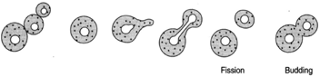 Yeasts in the process of budding and fission