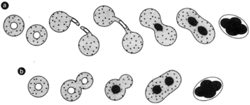 Two methods of sexual union of nuclei in yeasts.(a) Two cells come together to form a diploid nucleus, which then produces ascosporebsy meiosis. (b) A nucleus divides and the two daughter nuclei then fuse again to produce a diploid condition. Ascus formation follows.