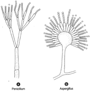 (a) Penicillium and (b) Aspergillus