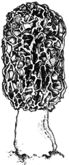 Morchella esculenta (Illustration by burette Richin