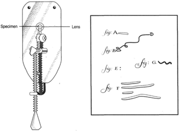 At left, one of Leeuwenhoek's microscopes; at right, drawings of his discoveries