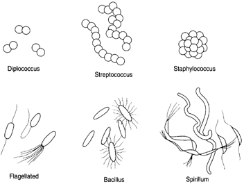 Types of bacteria.