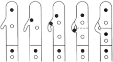 Clamp connections, a mechanism that maintains the arrangement of plus and minus nuclei in each cell.