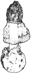 Dictyophora,a stinkhorn. Its odor makes it attractive to flies, which perch on the top. The fungus was fonerly used to make a salve for the treatment of rheumatism. (Illustration by Laurette Richin)