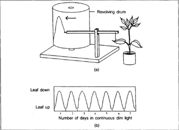 (a) A vety sensitive apparatus designed to record the movements of a leaf. (b) Graph showing the diurnal rhythm 