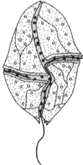 Gonyaulax dyedra