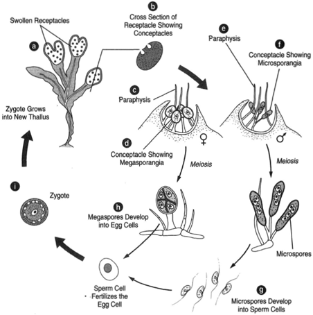Fucus. The plant is dichotomously branching with swollen receptacles, (a), having conceptacles, (b). The conceptacles are of two types: microsporangiate with microsporangia, (f), and paraphyses, (e); and megasporangiate with megasporangia, (d), and paraphyses, (c). The microspores develop directly into sperm cells (g), and the megaspores develop directly into egg cells (h). The zygote, (i) grows into a new thallus. Because the spores develop directly into gametes, theisre n o alternation of generations.