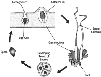 Anthoceros. At left, an egg cell in the center of the archegonium and to its right an antheridium. At right, the sporophyte generation growing in the remnant of the archegonium. It produces a foot, which grows into gametophyte tissue and may continue into the soil below.