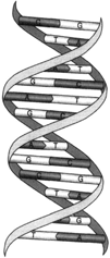 The double helix of the DNA molecule: two spirals of alternating sugars and phosphates are bonded togethebry pairs of bases.