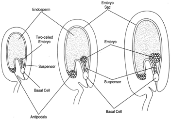 Early embryonic development, showing extraembryonic cells.