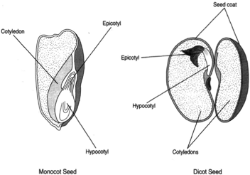 (a) A monocot seed, (e.g. corn). (b) A dicot seed, the cotyledons separated, (e.g. beans).