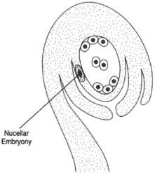 Nucellar embryony