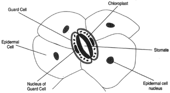 A stomate in leaf epidermis.