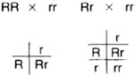 A test cross (or back cross) can be used to determine genotype. Here two, round-seeded forms are crossed with the homozygous recessive to reveal the genotype. Round-seeded offspring indicate that the round-seeded parent was homozygous wrinkled-seeded offspring indicate that the round-seeded parent was heterozygous.