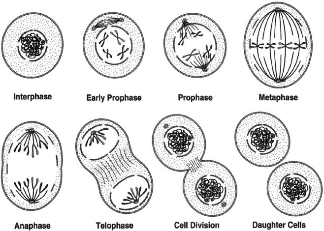 The events of mitosis in animal cells: interphase, showing an intact nuclear membrane and two centrioles lying side by side: early prophase, when the centrioles begin to move apart and a spindle begins to form in prophase, the chromosomes replicate but remain attached at the centromeres; metaphase, only the centromeres of the chromosomes lie on the equatorial plate; anaphase; telophase, when the chromosomes have reached the centrioles at the poles; cell division, the process of mitosis is having been completed; and daughter cells.