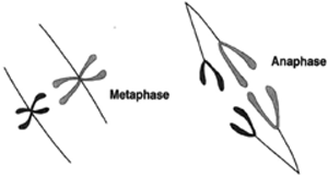 Chromosomes replicate during prophase. At left, they sahreo wn at metaphase. They then part beginning at the poofi ntht e centromeres andg o into anaphase