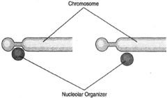 The nucleolar organizer can 