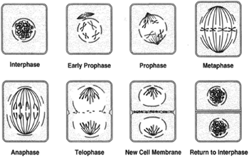 Plant cell mitosis. The steps are the same as in animal mitosis, but centrioles are not observed: interphase, early prophase, prophase, metaphase, anaphase, telophase, new cell wall beginning to form between daughter nuclei, and return to interphase