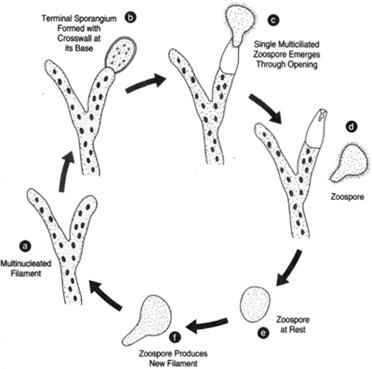 Asexual reproduction in Vaucheria. (a) The multinucleated filament. (b) A terminal sporangiumf orms and a cross wall develops at the sporangium’s base. opening. (d) Zoospore at rest,( e), and producing a new filament, (f)