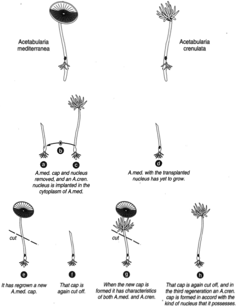 At top left, Acetabularia mediterranea at the top right, A. crenulata. (a) The cap of A. meditenanea is removed, as is its nucleus (b) The nucleus of A. crenulata is implanted in the cytoplasm of A. meditemnea. (c) A. crenulata, the source of the implanted nucleus. (d) A. meditenanea with the transplanted nucleus has yet to grow. (e) A. mediterranea regrows an A . meditenanea cap, which is again cut off, (f). (g) When the new cap forms, it has characteristics of both A . meditenanea and A . crenulata. (h) When this cap is removed, the third regeneration is an A. crenulata cap, in accord with the transplanted nucleus.