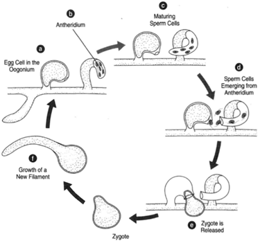 exual reproduction in Vaucheria. (a) An egg cell in the oogonium; cells; (d) sperm cells emerging from the antheridium (e) and (f) the zygote and growth of a new filament.