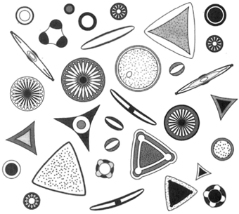Each species of diatom has a characteristic pattern.