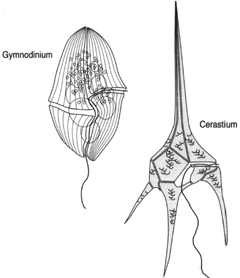 Dinoflagellates