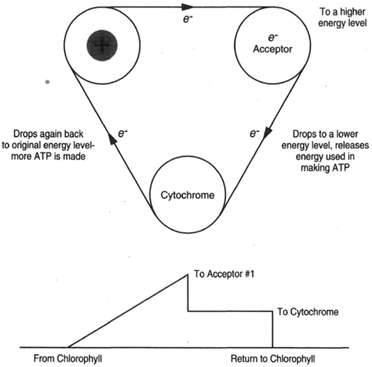 At top, cyclic electron transfer wherein an electron moves from a chlorophyll molecule to an electron acceptor (at a higher energy level) and then drops in down energy in two steps (first to a cytochrome and then back to the chlorophyll molecule). The energy released at each step is used in the manufacture of ATP. At bottom, the same events. Light shining on a molecule of chlorophyll transfers an electron from the chlorophyll molecule to another molecule (electron accept 1) at a higher energy level. The electron then falls back to its original place in the chlorophyll molecule,the transfer process being accomplished in two steps. Absorbed energy is released at each step, and the released energy is used in the manufacture of two molecules of ATP.