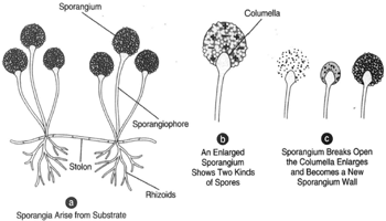 A sexual reproduction in Rhizopus nigricans.(a) Sporangia arise from the substrate. (b) An enlarged  sporangium showing two kinds of spores: plus and minus. (c) When a sporangium breaks open, the columella enlarges and becomes a new sporangium wall. A new columella is then produced.