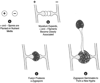 Sexual reproduction in Rhizopus nigricans. (a) Plus and minus spores are planted on a nutrient medium. (b) The mycelium expands, and plus and minus filaments become closely associated. (c) Fusion produces a zygospore, which can germinate to produce a new hypha. (d), The first divisions of the zygotenucleus are meiotic.
