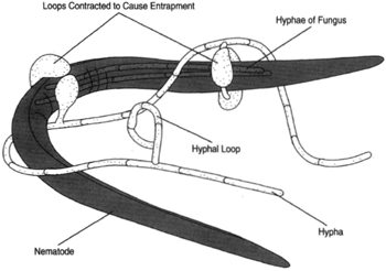 A nematode-trapping, carnivorous fungus