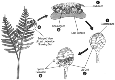 The sporophyte generation in the life cycle of a fern. (a) The underside of a small portion of fern leaf, showing sori. An enlarged drawinag of a sorus shows a sporangium, (b) and the indusium, (c) A lip cell, (d) and a collared cell, (e) in a yet to open sporangium. (f) The sporangium dehisces at thleip cells. (g) Spores are released