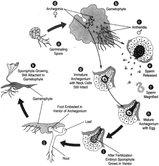 The gametophyte generationin the life cycle of fern. (a)A spore germinates to produce the first few cells of the gametophyte. (b) The heart-shaped, mature gametophyte. (c) Antheridia among the rhizoids. (d) Archegonia near the notch of the upper portion of the gametophyte. (e) An antheridium opens to release sperm. (f) A much magnified spem cell, showing many cilia. (g) An immature archegonium with the neck canal cells still intact. (h) A mature archegonium with an egg. (i). The embryo sporophyte growining the venter of the archegonium. (j) The young sporophyte sends a root downward and a shoot upward with the primordium its first leaf. (k) The sporophyte continuess, till attached to the gametophyte.