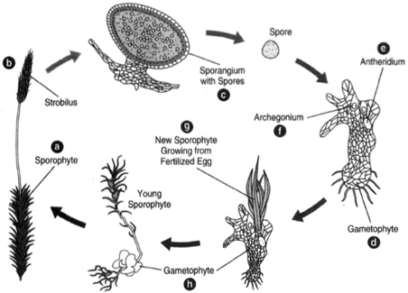Lycopodium. (a) The sporophyte. (b) A strobilus. (c) A longitudinal section through a sporangium with spores. (d) A gametophyte. (e) The antheridium. (f) The archegonium. (g) A new sporophyte beginning to grow up from the fertilized egg in the venter of the archegonium. (h) A gametophyte.