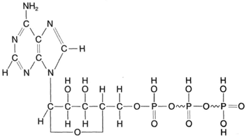 The structural formulafo r adenosine triphosphate (ATP).